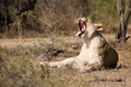 Lioness yawning South Africa Royalty Free Stock Photo