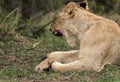 Lioness yawning while taking rest, Masai Mara Royalty Free Stock Photo