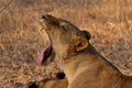 A Lioness yawns in the early Morning