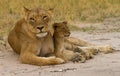 A Lioness and young cub on the dusty plains in Hwange