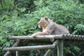lioness - zoo - france Royalty Free Stock Photo