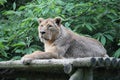 lioness - zoo - france Royalty Free Stock Photo