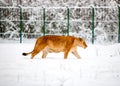 Lioness At The Zoo