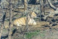 A lioness in the zoo`s aviary is basking in the sun. Royalty Free Stock Photo