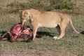 Lionesse eating living prey Royalty Free Stock Photo