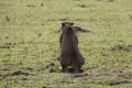 Lionesse pooping Royalty Free Stock Photo