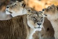 Female lion, Panthera leo, lionesse portrait, with two unfocused female lions in the background