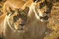 Lionesses Royalty Free Stock Photo