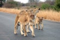 Lionesses and a cub Royalty Free Stock Photo