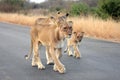 Lionesses and a cub