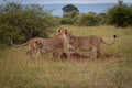 Lionesses and cubs stand over wildebeest carcase