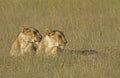 Lionesses in the early morning light Panthera leo