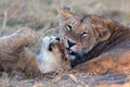 Lionesses grooming each other