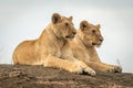 Lionesses lie mirroring each other on rock Royalty Free Stock Photo