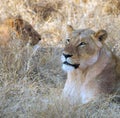 Lionesses lying in grass