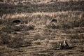 Lionesses near wildebeest on the hunt