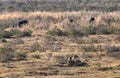 Lionesses near wildebeest on the hunt