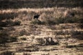 Lionesses near wildebeest on the hunt