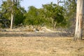 Two lionesses with one cub resting at the end of the day Royalty Free Stock Photo