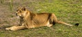 Lionesses Panthera Royalty Free Stock Photo