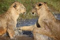 Lionesses playing in water Royalty Free Stock Photo