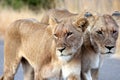 Lionesses Portrait Royalty Free Stock Photo