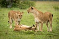 Lionesses stand by cubs playing on grass Royalty Free Stock Photo