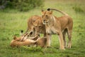 Lionesses stand by cubs playing in grass Royalty Free Stock Photo