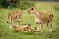 Lionesses stand by cubs playing in grassland Royalty Free Stock Photo