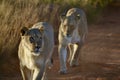 Lionesses walking in Welgevonden Game Reserve South Africa