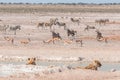 Lionesses watching oryx, springbok and Burchells zebras