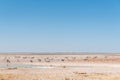 Lionesses watching oryx, springbok and Burchells zebras