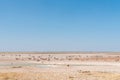 Lionesses watching oryx, springbok, ostrich and Burchells zebras