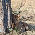 Lionet sits under a tree