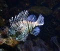 Lionfish