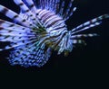 Lionfish Royalty Free Stock Photo