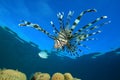 Lionfish