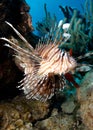 Lionfish Royalty Free Stock Photo