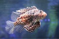 Lionfish. Royalty Free Stock Photo