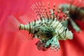 Lionfish