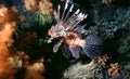 Lionfish