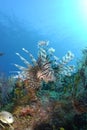 Lionfish Royalty Free Stock Photo