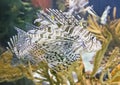 Lionfish at Toronto Aquarium