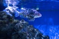 Lionfish also striped, or zebra fish swim in aquarium Royalty Free Stock Photo
