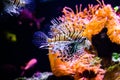 Lionfish in the aquarium. Beautiful underwater world with corals and tropical fish Royalty Free Stock Photo