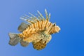 Lionfish on blue background Royalty Free Stock Photo