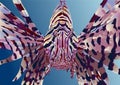 Lionfish on a blue background
