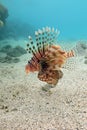 Lionfish at the bottom of tropical sea - underwater