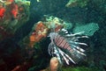 Lionfish in the Caribbean