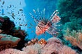 Lionfish on the coral reef Royalty Free Stock Photo